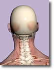 Anatomy of Whiplash Injuries